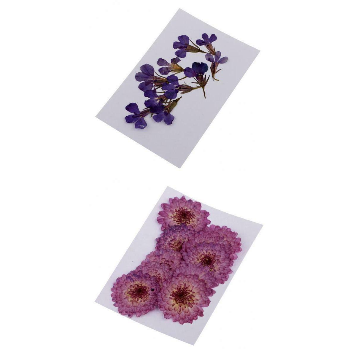 Pack Of 20 Dried Flowers Dried Flowers Leaves For Card Making