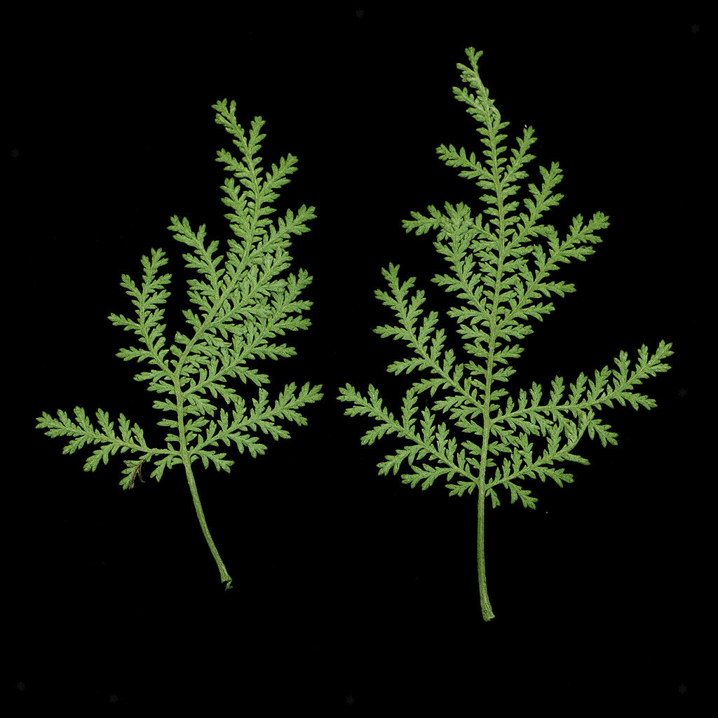12pcs real dried leaves wormwood embellishment for DIY phone