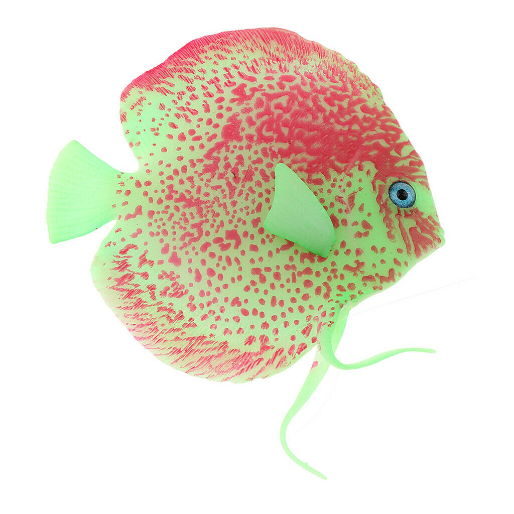Beautiful Aquarium Angel Fish Attractive for Your Tank Safe for All Fish