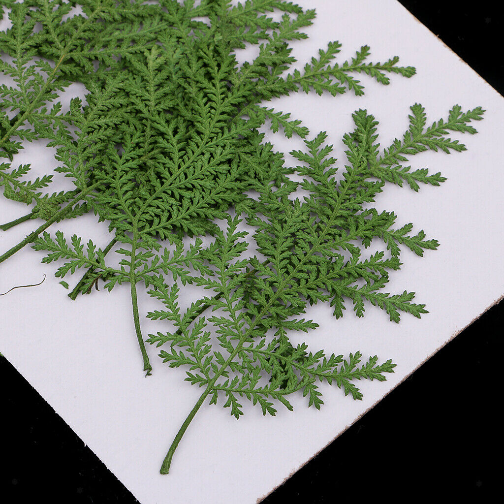 12pcs real dried leaves wormwood embellishment for DIY phone