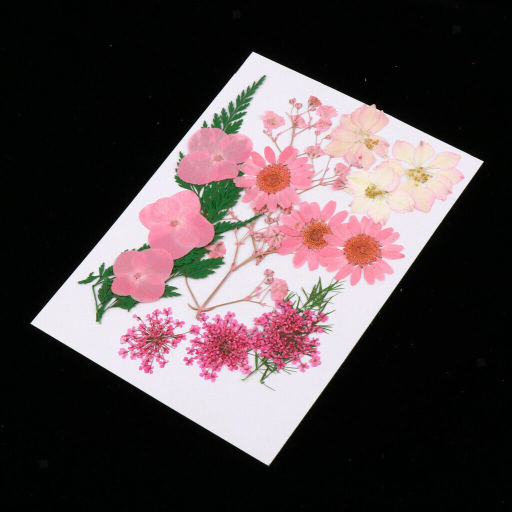Multiple Natural Pressed Dried Flowers Mixed Leaves DIY Art