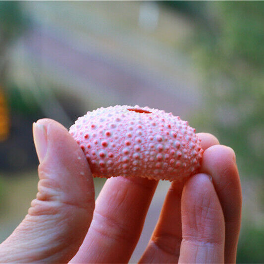 1Pcs Natural 3-5cm Pink Sea Urchin Shells Ornament Flowerpot Plant Decor HH6964
