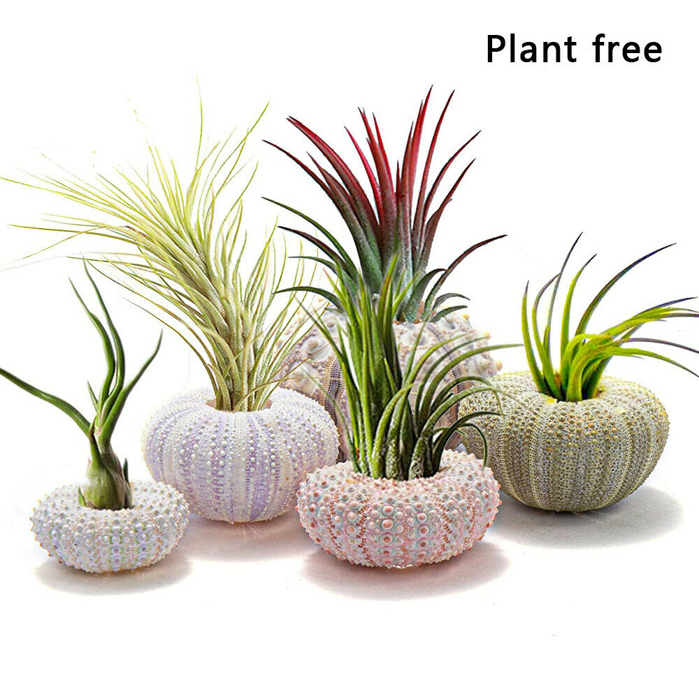 5PCS Mini Sea Urchin Shell Hanging Pot Air Plant Holder Bonsai Home Yard Decor