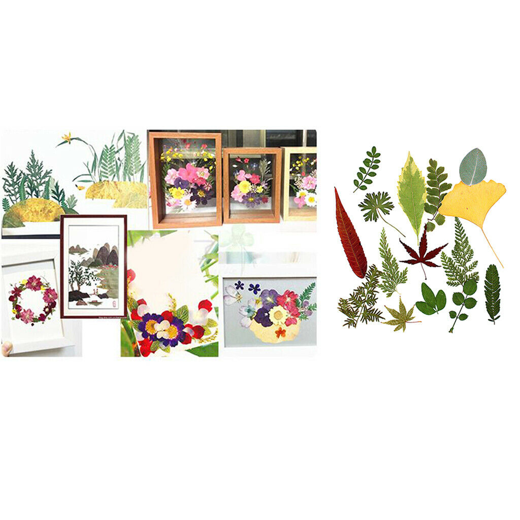 15Pcs Natural Fern Leaves Pressed Press Dried Flower Real Dried Flower Plant