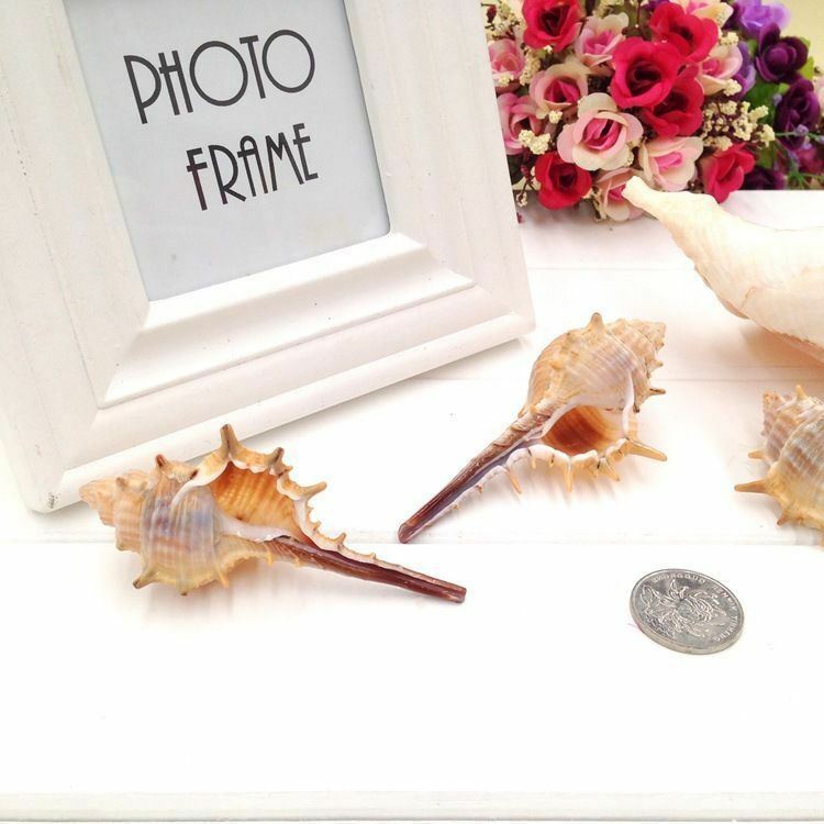 5 pcs Seashell Spiral Shell Conch Ornament Murex Troscheli Nautical Decor 6-10cm