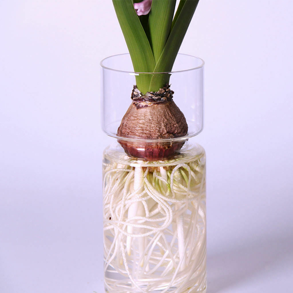 4pcs Hyacinth Glass Hydroponic Vase Landscape Bottle Flower Plant Pot