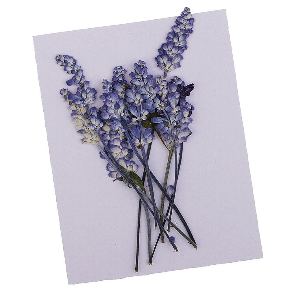 32x Pressed Dried Flowers Muti Species for Jewelry Epoxy Phone Case Crafts