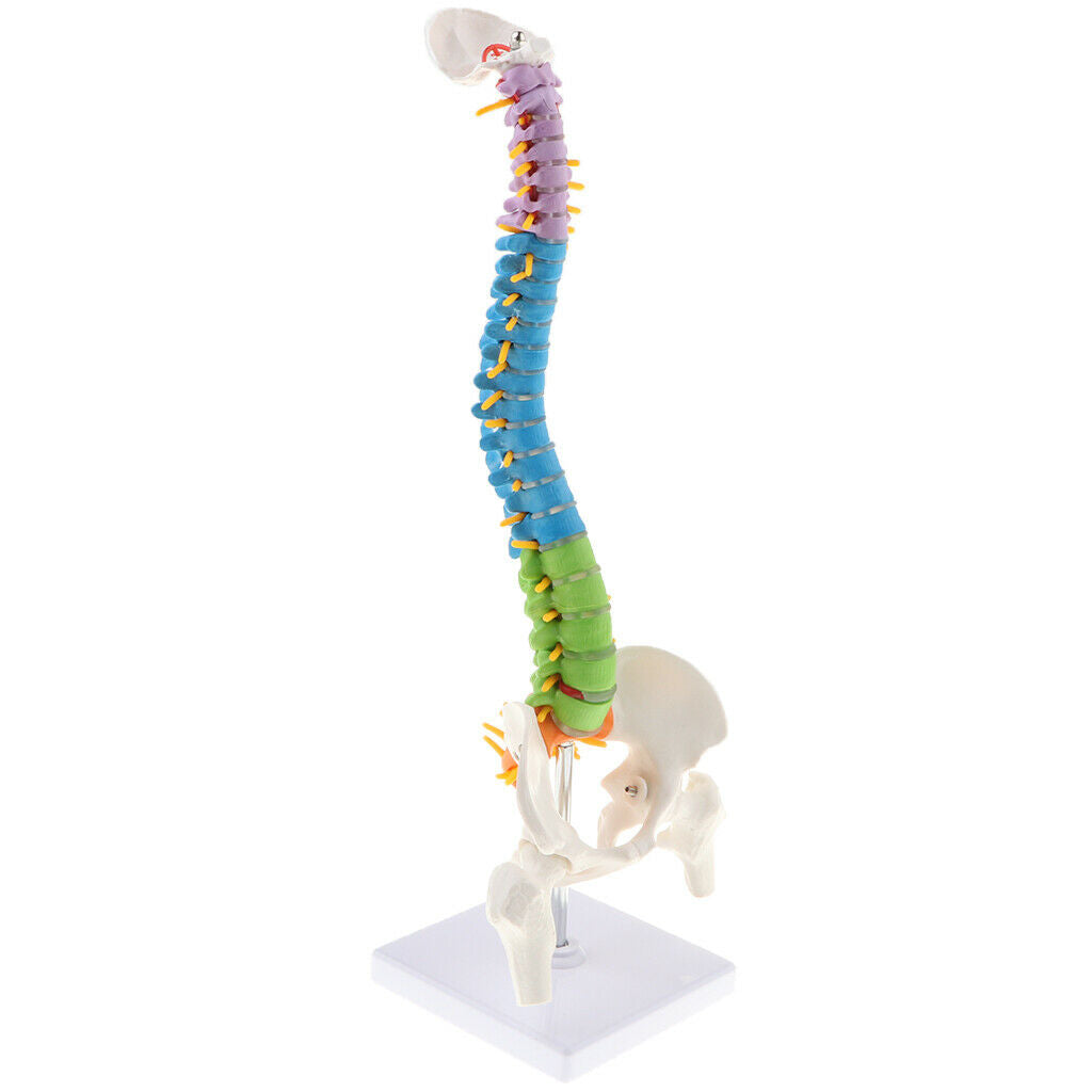 Human Vertebral and Pelvis Anatomical Spine with Stand for Science Classroom