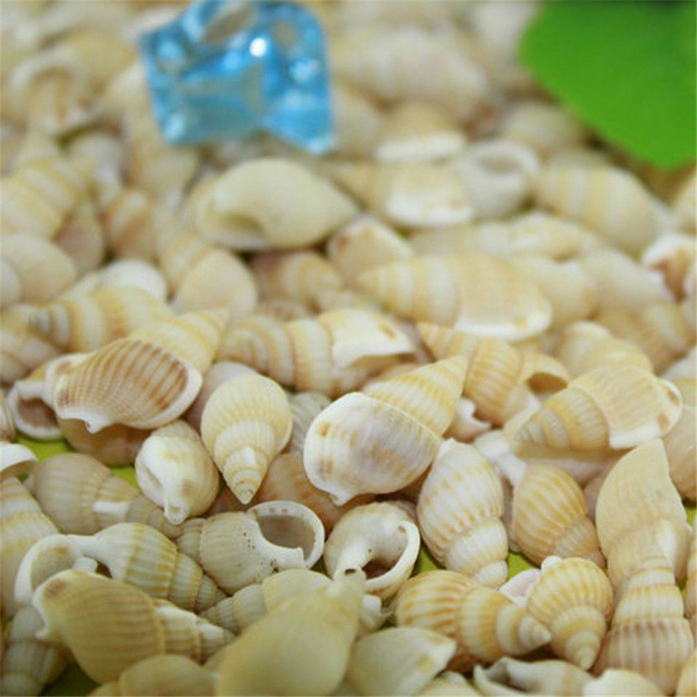 100 pcs Assorted Mini Sea Shells Natural Seashells Spiral Conch DIY Crafts Decor