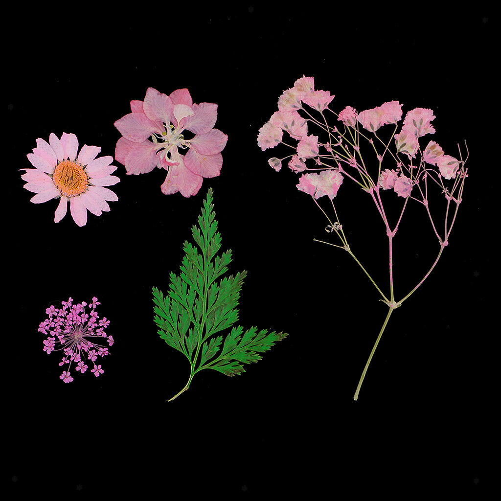 3 Pressed Dried Flower Leaves Specimen DIY Art Craft Scrapbook Card