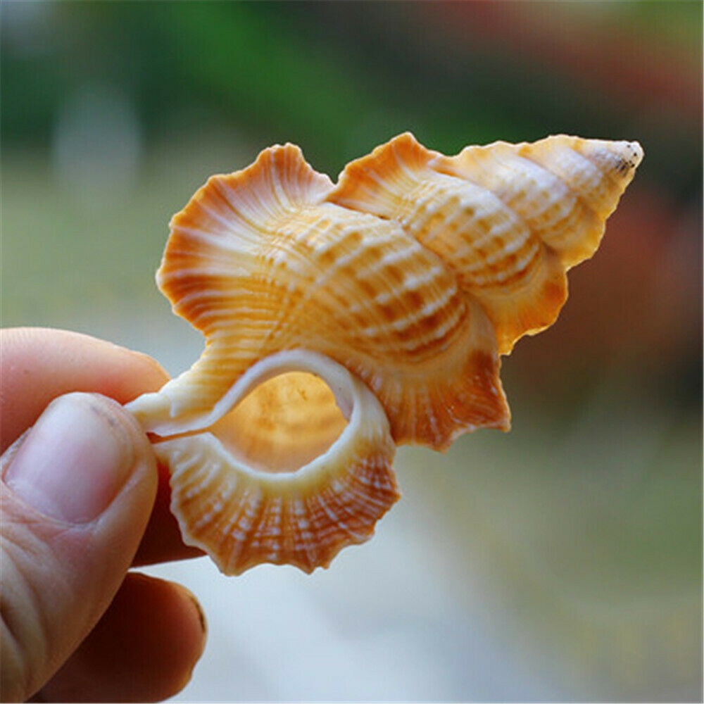 1 Piece Natural Shell Maple Leaf Shape 4-6 cm Biplex Perca Shells Ornament Decor
