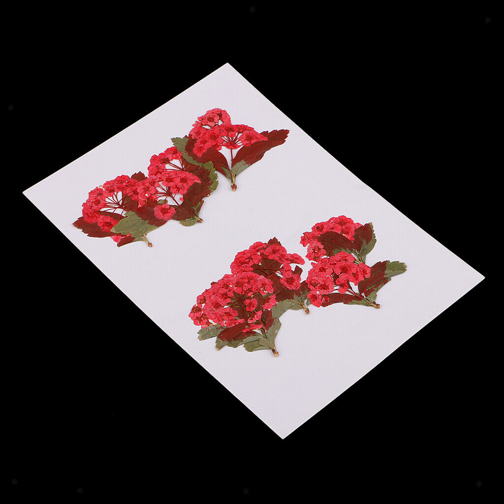 10x Red Flower Dried Flowers Ornaments for DIY Phone Case
