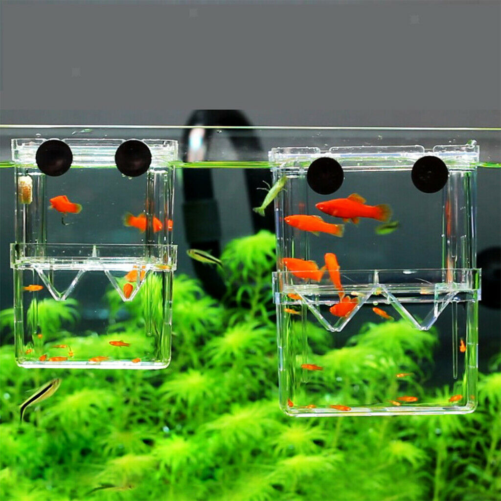 Clear Plastic   Hatchery Isolation Box   Tank Aquarium Incubator Box