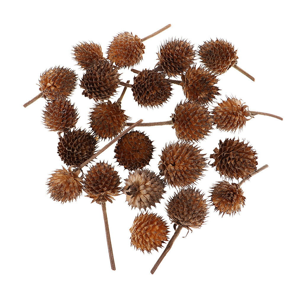 50 Mini Dried Flowers Plant Fruits Christmas Accents Wedding Decor Ornaments