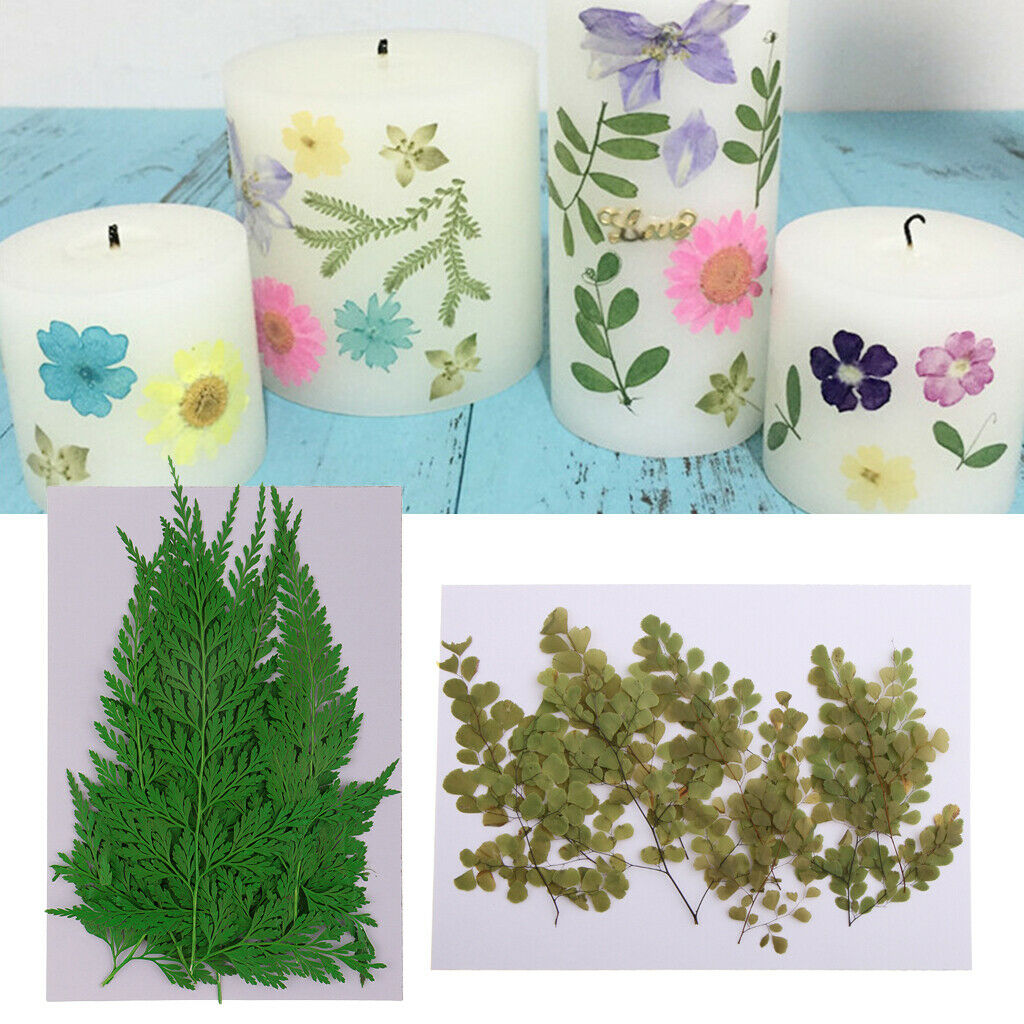 22x Real Pressed Natural Leaves For Scrapbook Album Card Making DIY Crafts