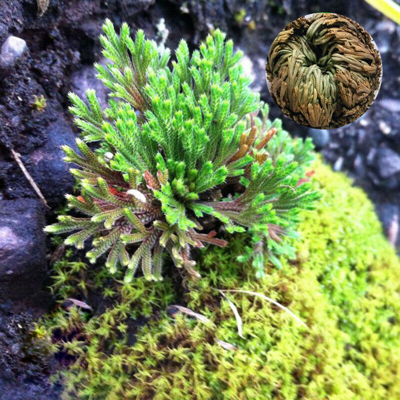 1pc Dried Flower Magical Resurrection Plants Grass Air Fern Selaginella Moss hot