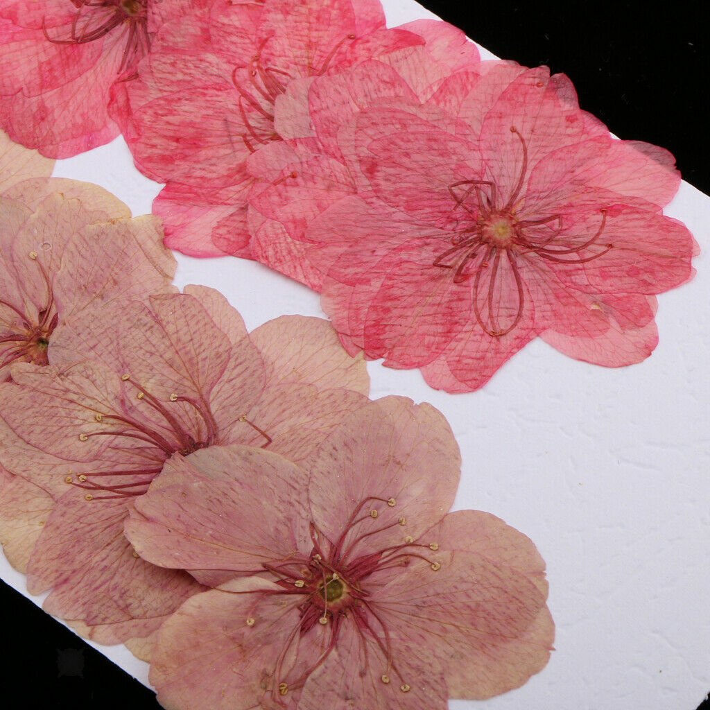 10x Pressed Dried Sakura Flower Cherry Blossom DIY Floral Art Craft