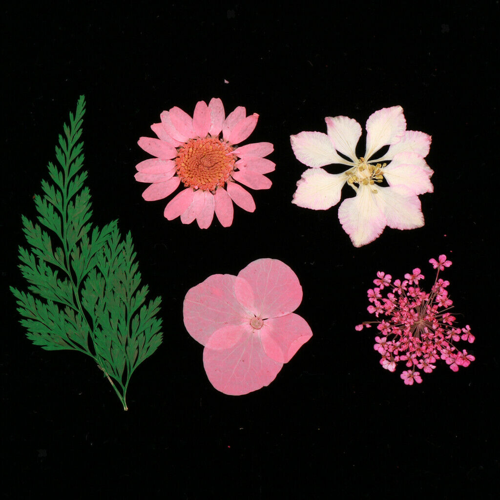 Multiple Natural Pressed Dried Flowers Mixed Leaves DIY Art