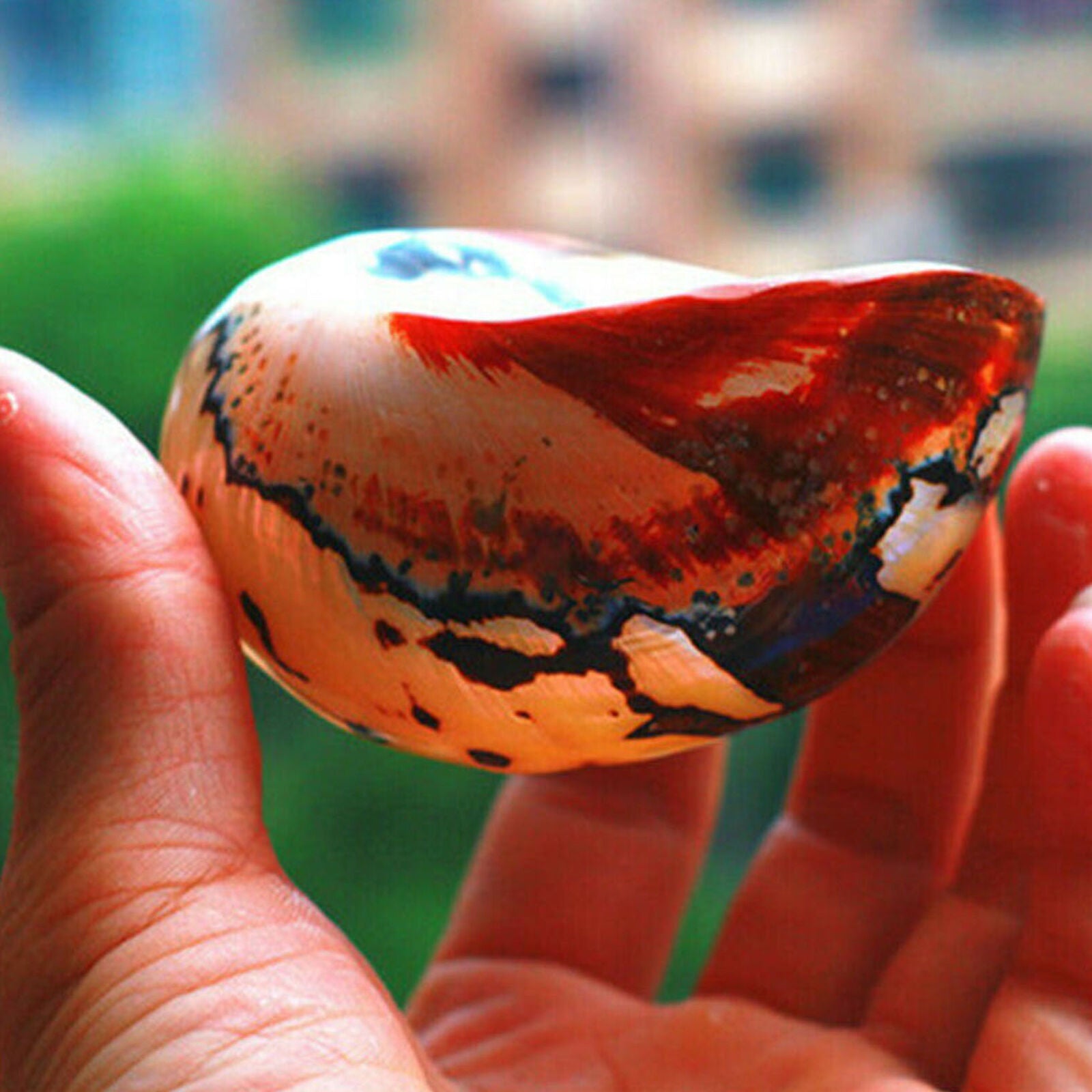 6-9.5cm Natural African Turban Sea Shell Coral Conch Snail Home Fish Tank Decor