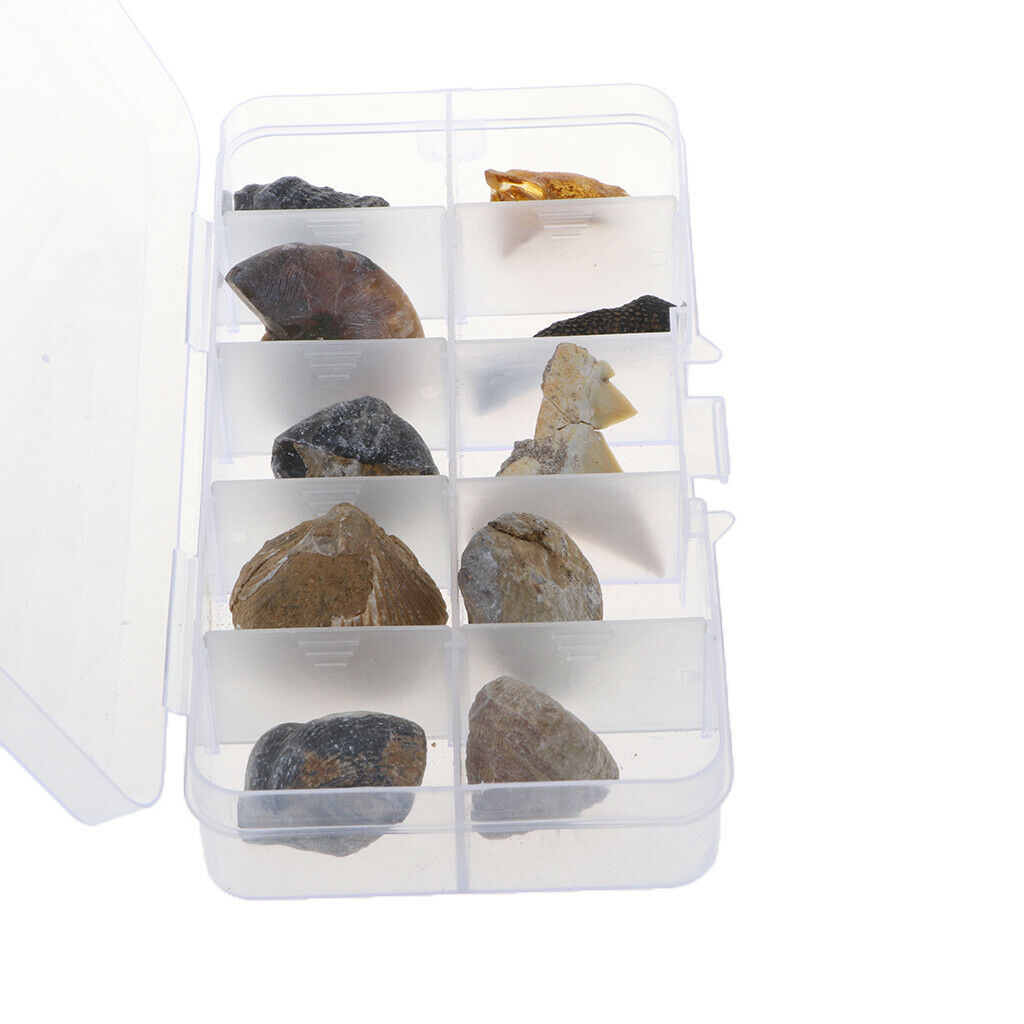 Pack of 10 Teaching Aids for Biology Copies 10 Pieces of Fossils