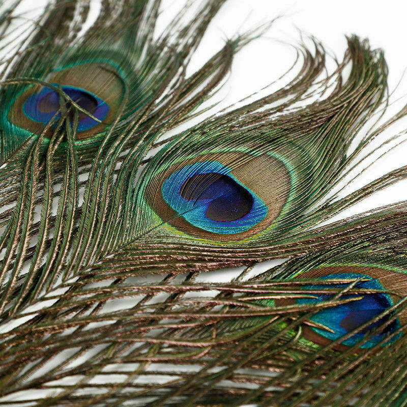10Pcs PEACOCK TAIL FEATHERS Feather NATURAL 26cm LONG Bouquet MILLINERY CRAFTS