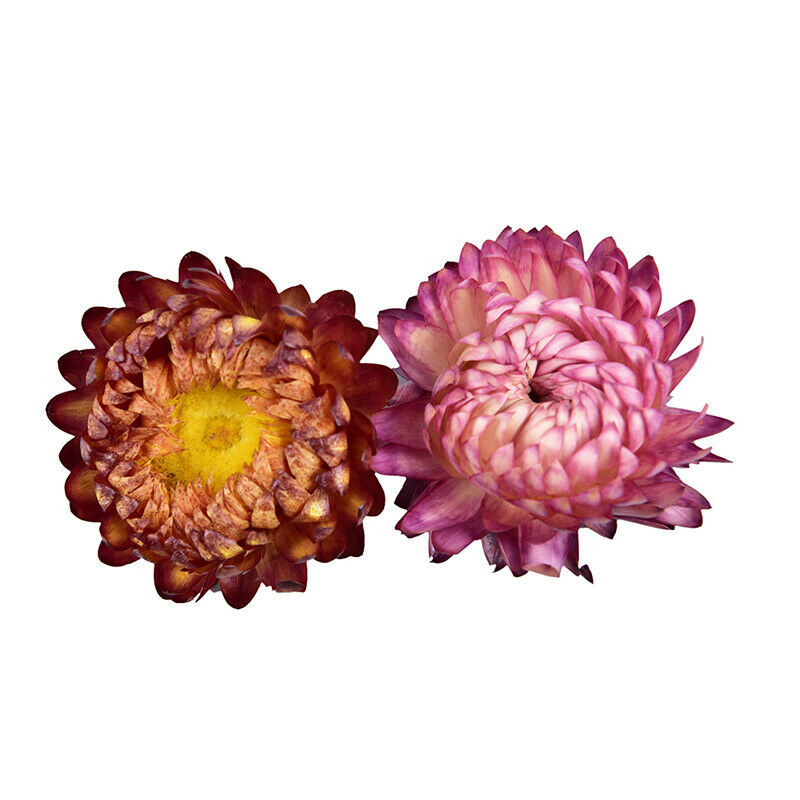 1Box Natural Colorful Chrysanthemum dried Flower heads Craft DIY Accessor.l8