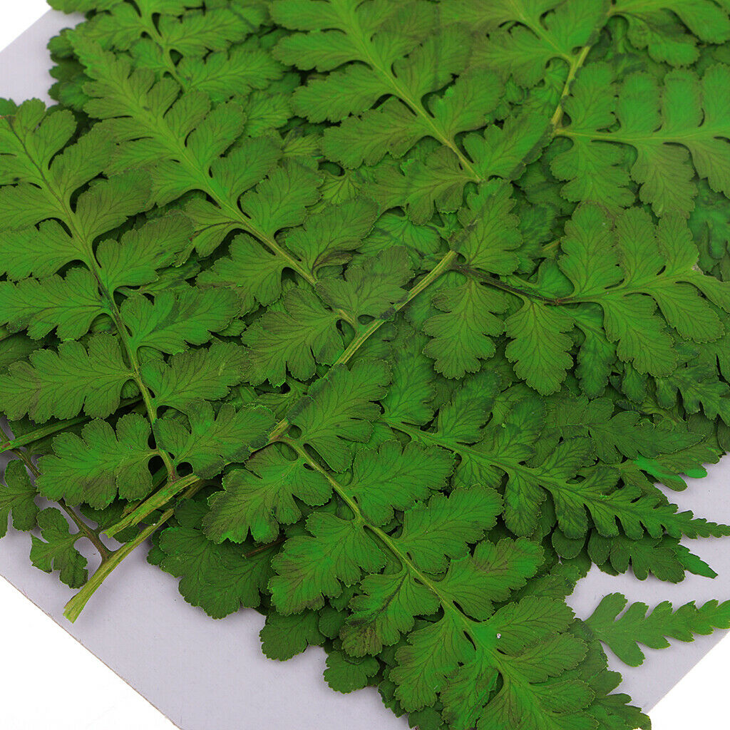 12 Pack Natural Pressed Leaves Press Dried Flowers Filler For Nail Art Decor,