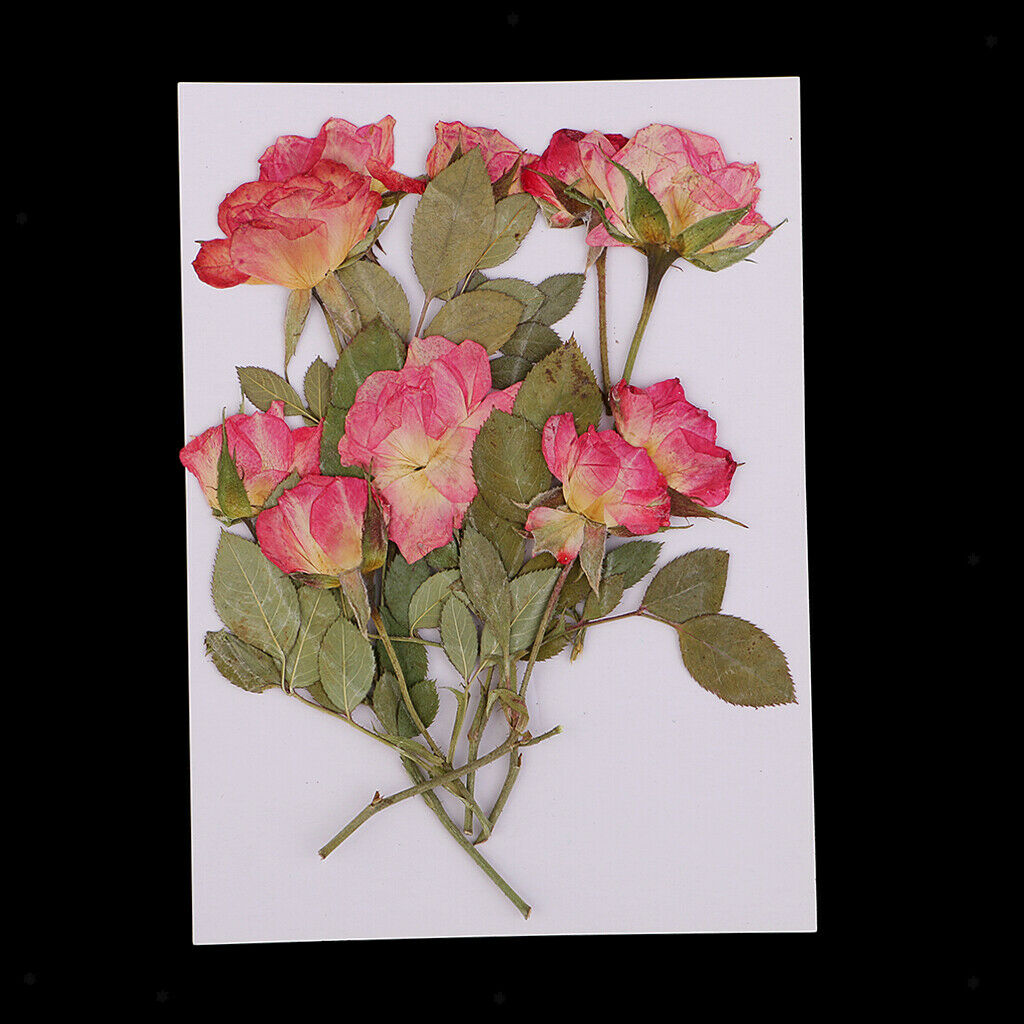10pcs Real Pressed Flower Dried Rose Buds w/ Brunches for Phone Cover Decors
