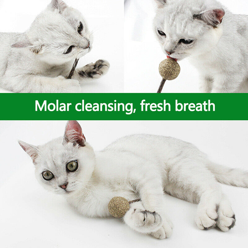 Catnip Chewing Teeth Cleaning Treats Lollipop Natural Catnip Lollipop Sh .l8