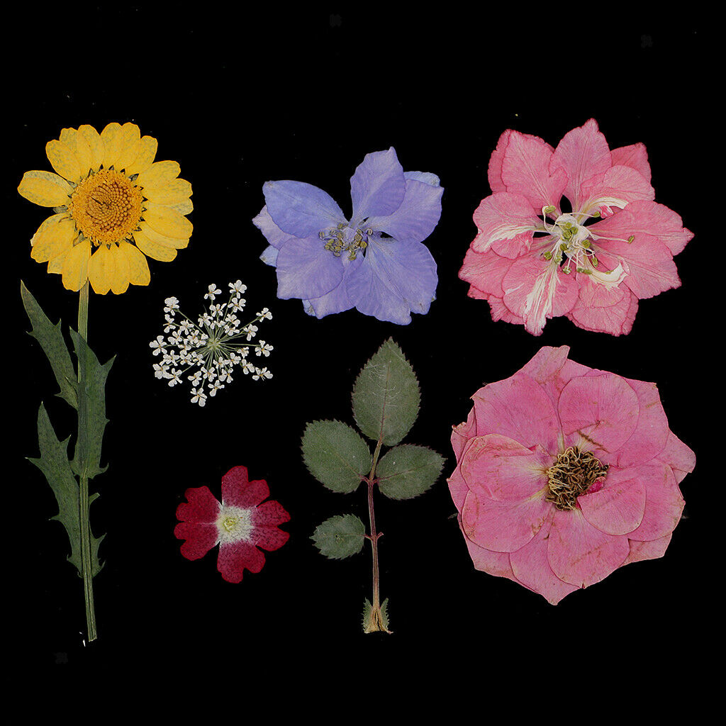 2pack Real Dried Flowers Leaves Embellishments Soap/Candle Filling Decors