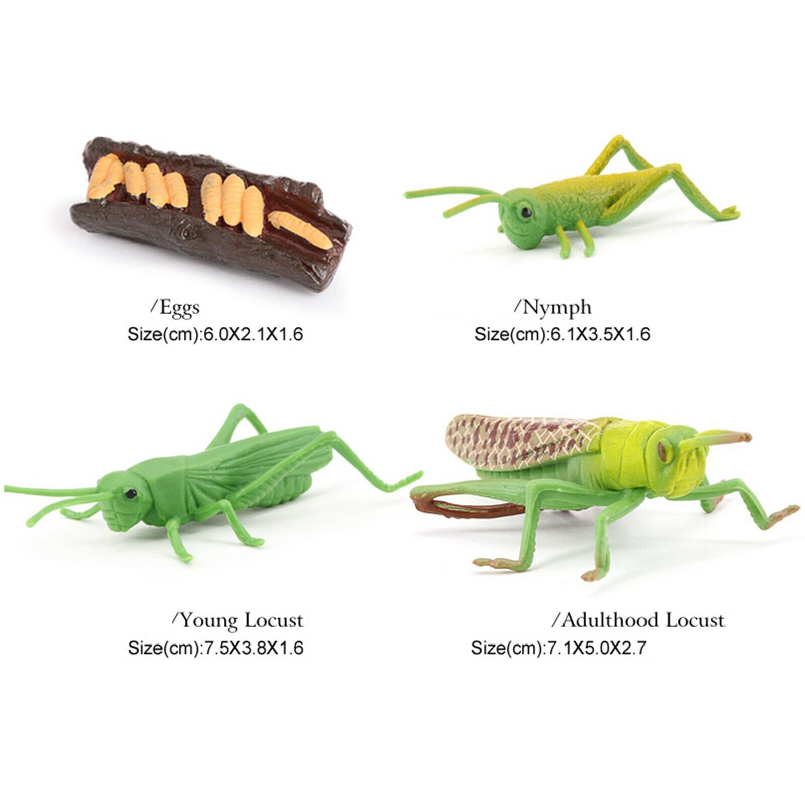 Plastic Nature Grasshopper Growth Figures Kids Child Learning Cognitive Toys