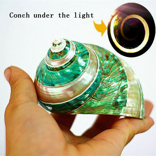 Natural Green Turban Shell 11 cm Glow In Dark Conch Shells Ornament Decor HH6970