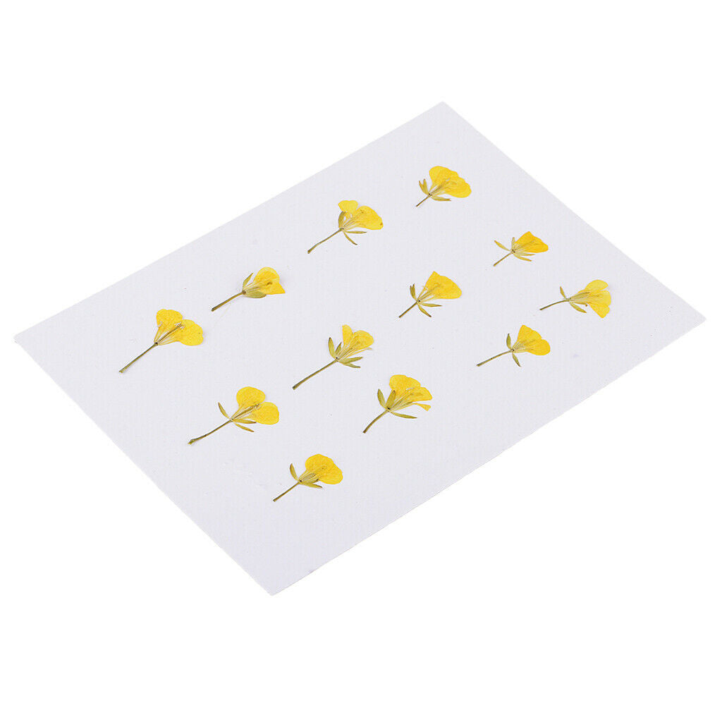 12 Pcs Dried Pressed Flowers Rape Flowers Plant Herbarium for Craft Making
