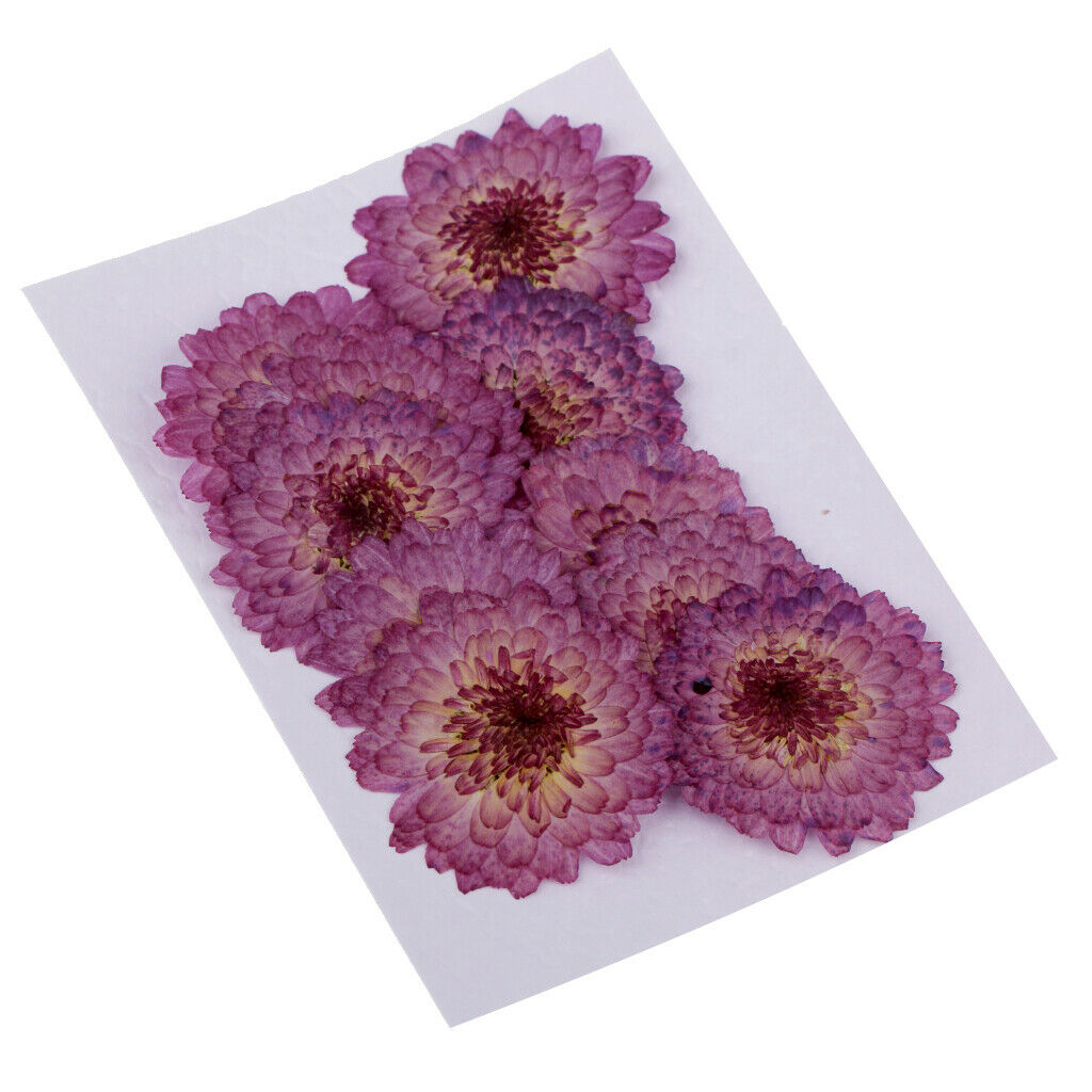 Pressed Daisy Flower Natural Dried Real Blossom DIY Craft Handmade Gifts