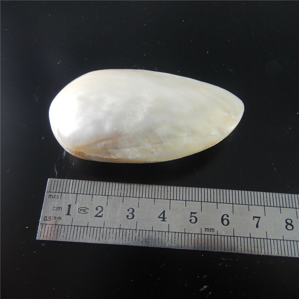 1X Natural Clam Shell Seashell Aquarium Ornament Nautical Fish Tank Decor 7-8cm