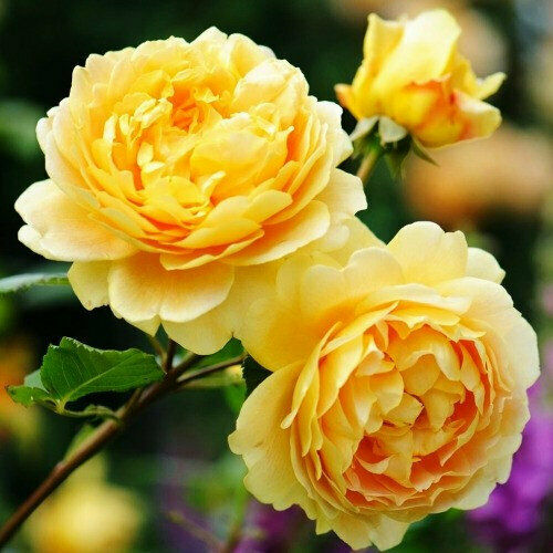50 PCS Seeds Flowers Yellow Tea Rose Perennial Plant Home Garden High Quality