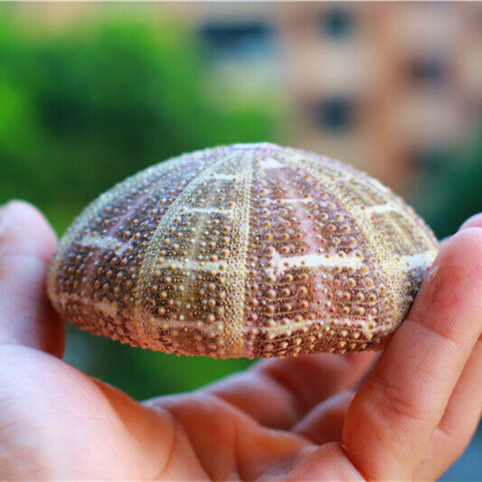 Natural Green Spotted Sea Urchin Shell Ornament Flowerpot Fish Tank Decor HH6965