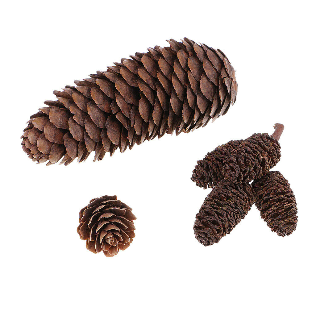 Natural Wood   Crafts Home Table Ornaments Dried Flowers