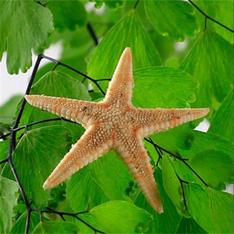 100Pcs Cute Small Mini Starfish Lot Sea Star Shell Beach Decor Craft DIY Making