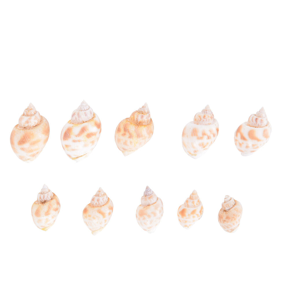 Aquarium Mixed Bulk Sea Shells Beach Shell Table Decor Craft FUN HO.l8