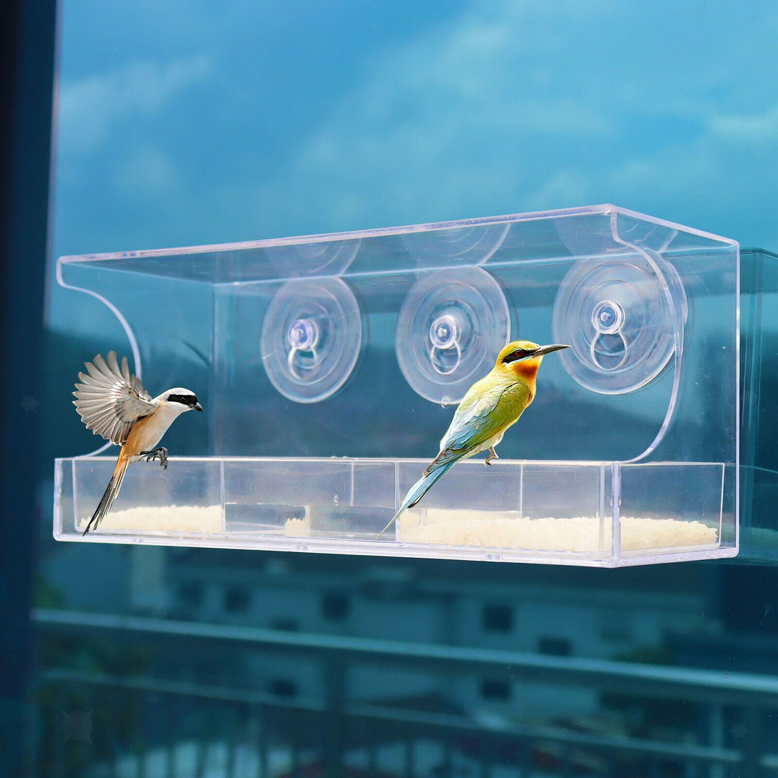 Window Bird Feeder Transparent Viewing Compact for Wild Birds Blue Bird