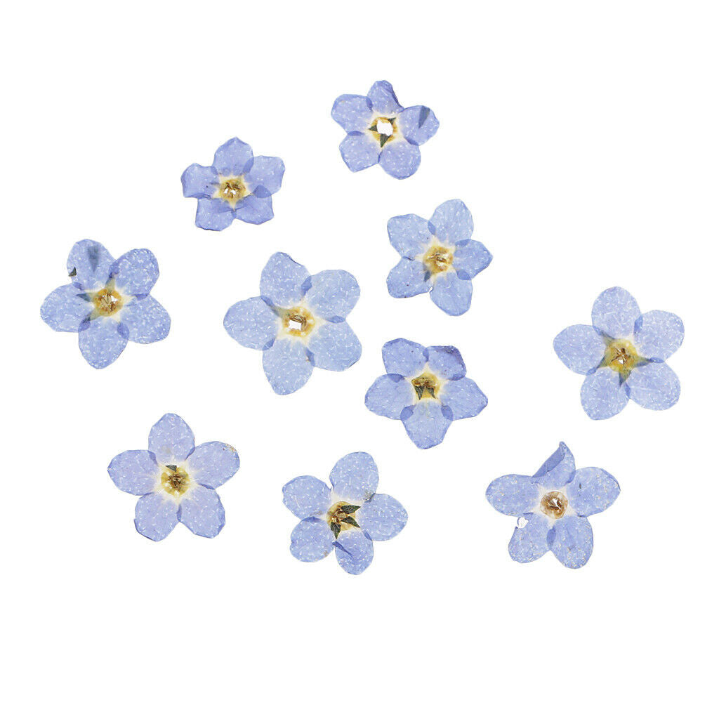 20x Pressed/Dried Flowers Forget me not Scrapbooking Art Craft DIY Materials