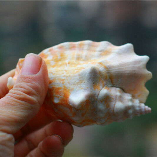1 Pc Natural Strombus Conch Shells Seashells Nautical Ornament Decor 9cm HH6980