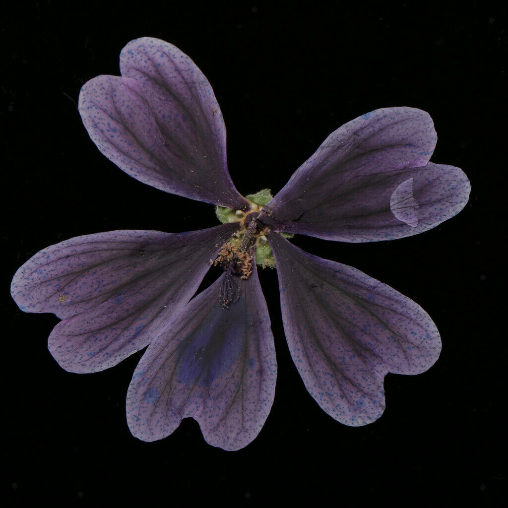 10 pieces of pressed dried flowers of Althaea Rosea