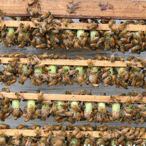 1000pcs Beekeeping Queen Cell Cups Royal Jelly Cups Queen Rearing Equip