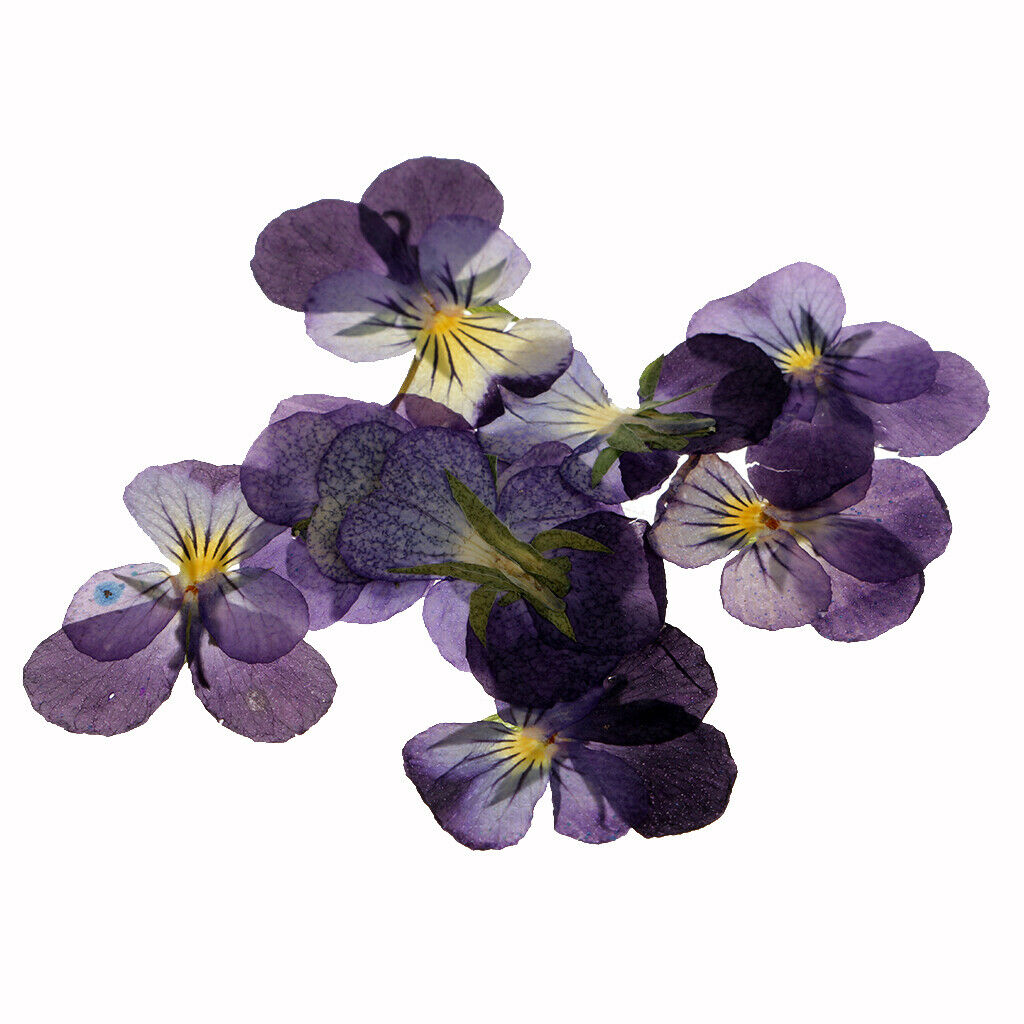 Pressed Violet Flower Natural Dried Real Blossom DIY Craft Handmade Gifts