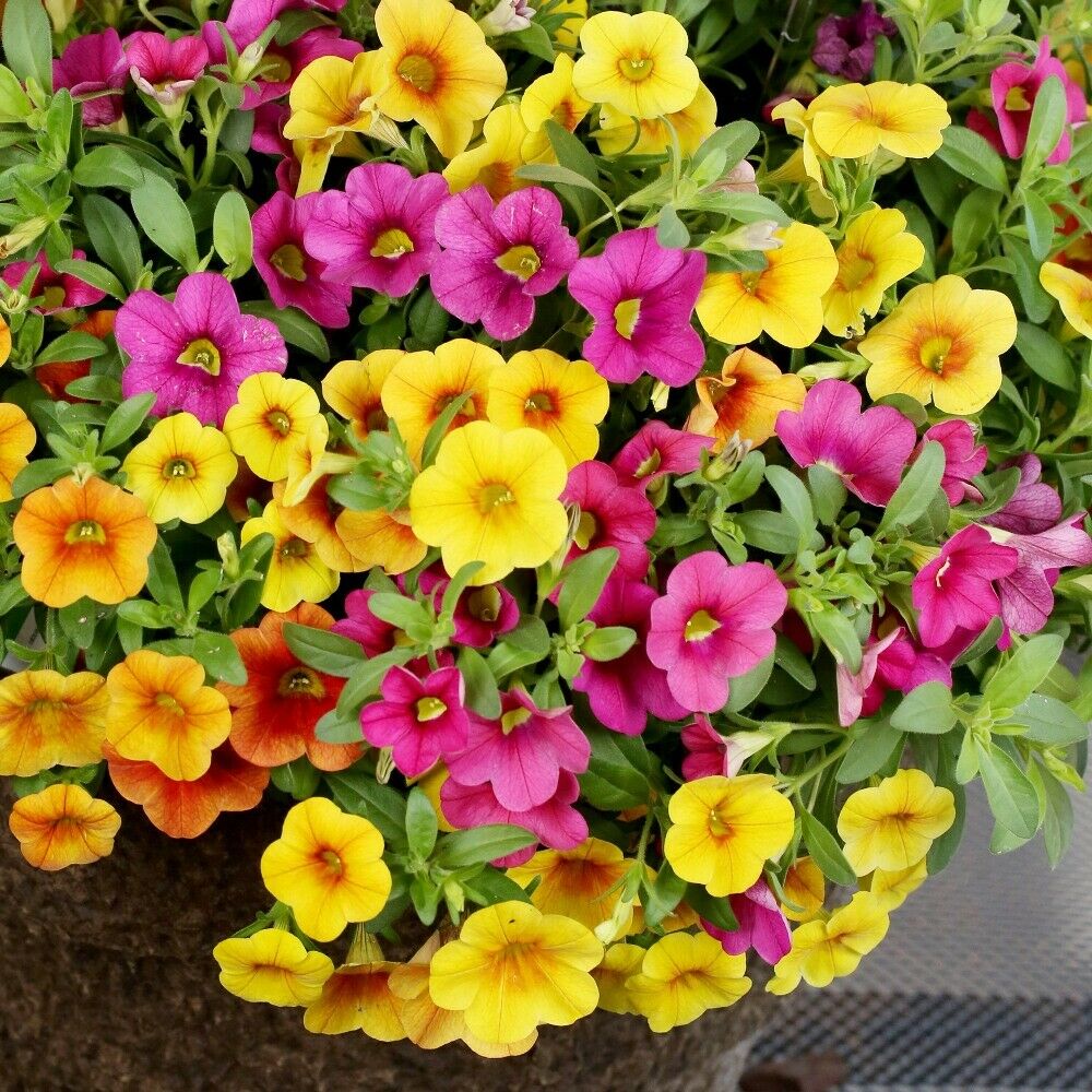 200 PCS Flowers Seeds Petunia Multicolor Annual Plant Home Garden High Quality