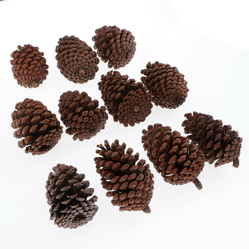 10x Big 8-10cm Natural Dried Pine Cones In Bulk Dried Flower For   Decor