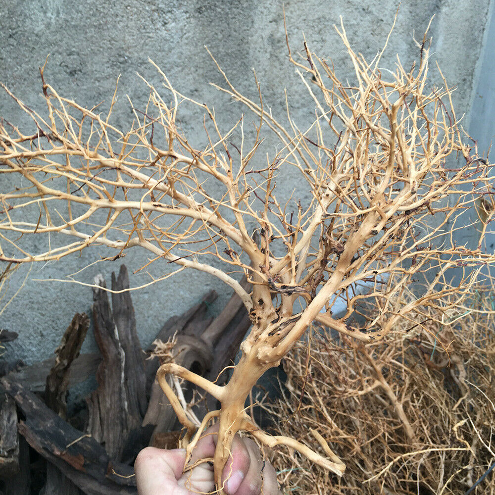 1PC Aquarium Driftwood Thai Branch Tree Plant Ornament Fish Tank Decor 20-50cm