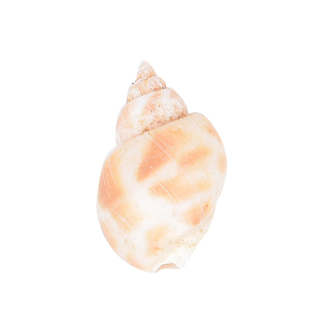 Aquarium Mixed Bulk Sea Shells Beach Shell Table Decor Craft FUN HOT B Re